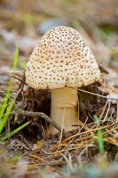 Autumn forest poisonous mushroom close-up — Stock Photo, Image