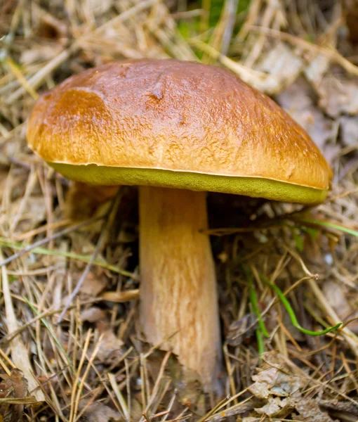 Gros plan sur les champignons mangeables de la forêt d'automne — Photo