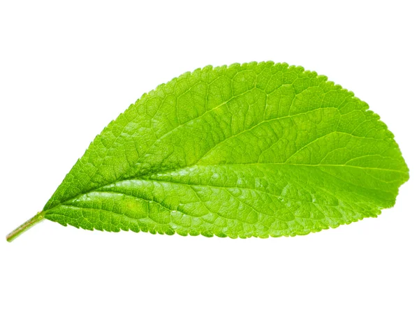 Bright green leaf isolated on white background — Stock Photo, Image