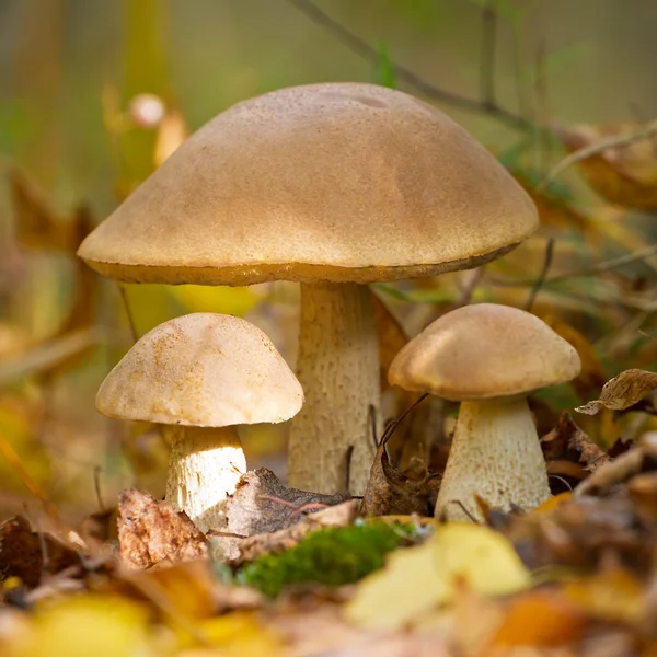 Bosco autunnale funghi mangiabili — Foto Stock