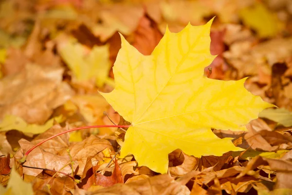 Foglie d'autunno — Foto Stock