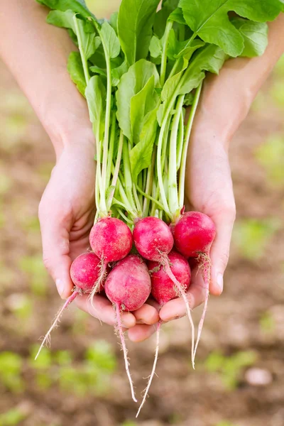 Fresh organic radish in woman — Stock Photo, Image