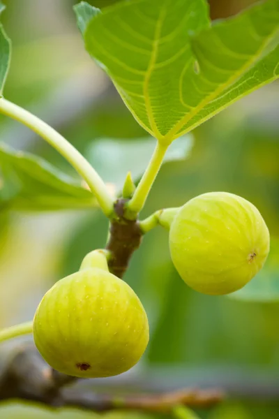 Green figs on the tree — Stock Photo, Image