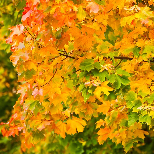 Yellow autumnal maple leaves background — Stock Photo, Image