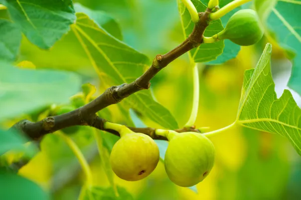 Higos verdes en el árbol — Foto de Stock