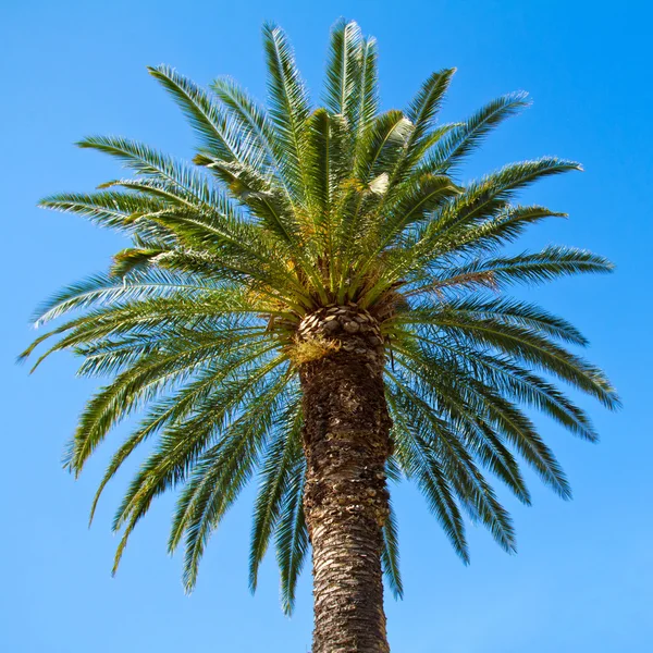 Palmeira verde contra fundo céu azul — Fotografia de Stock