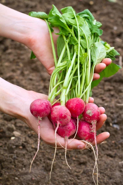 Fresh organic radish in woman — Stock Photo, Image