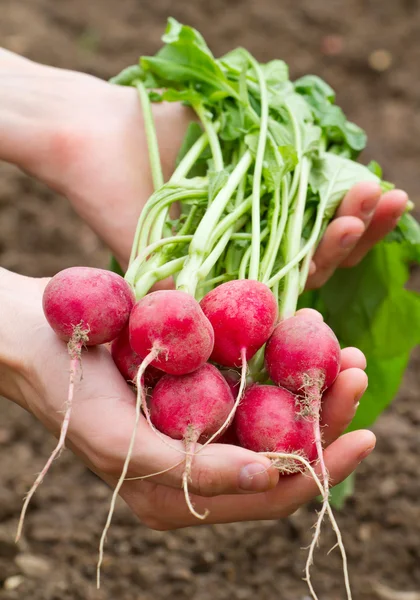 Fresh organic radish in woman's hand — Stock Photo, Image