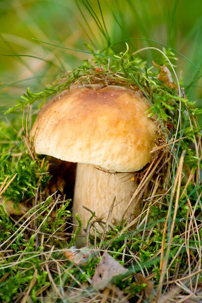 Jesienny leśny grzyb jadalny — Zdjęcie stockowe