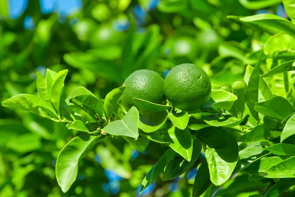 Onrijpe groene sinaasappelen opknoping op een tak — Stockfoto