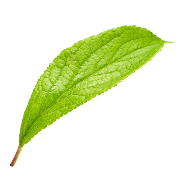 Bright green leaf isolated on white background — Stock Photo, Image