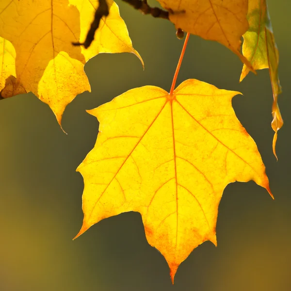 Herbstblätter — Stockfoto