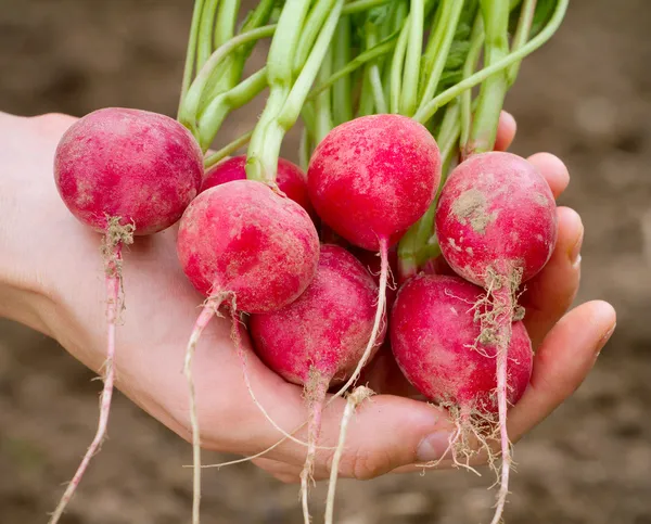 Fresh organic radish in woman's hand — Stock Photo, Image