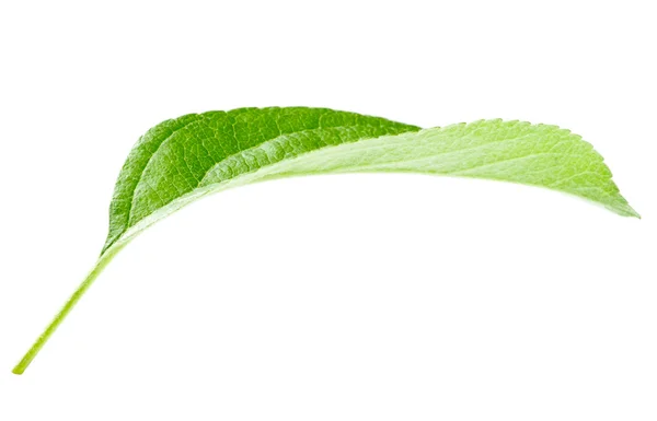 Bright green leaf isolated on white background — Stock Photo, Image