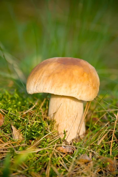 Осенний лесной гриб крупным планом — стоковое фото
