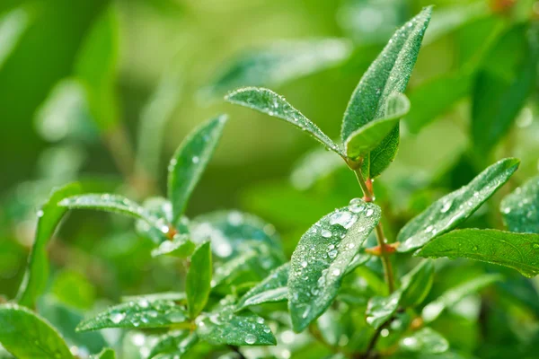 Крупный план свежих зеленых листьев с каплей воды после дождя — стоковое фото
