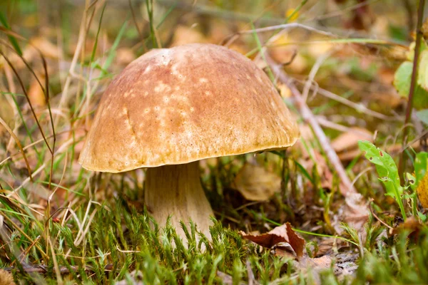 秋季森林摘蘑菇特写 — 图库照片