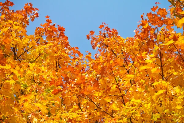 Yellow autumnal maple leaves background — Stock Photo, Image