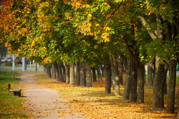 Árvores de bordo amarelas no parque de outono — Fotografia de Stock