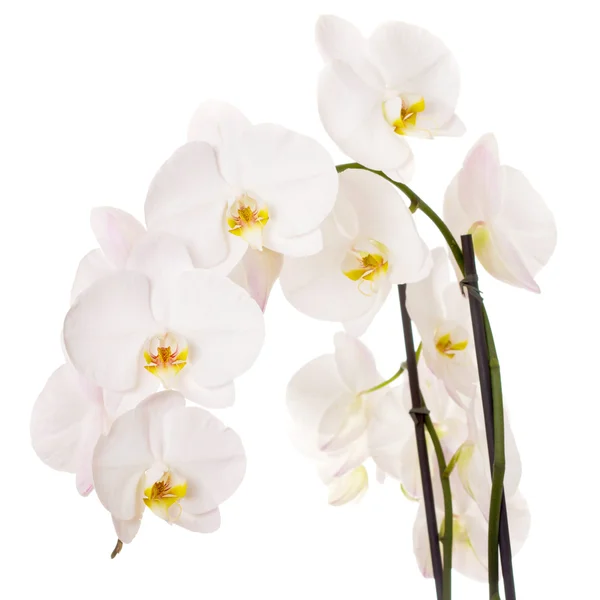 Крупный план белых орхидей цветы на белом фоне Стоковое Фото