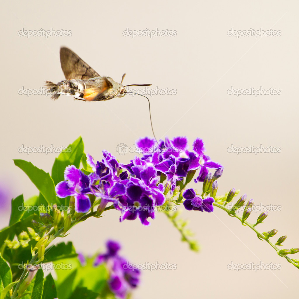 hummingbird hawk-moth hovering over a flower (Macroglossum stell