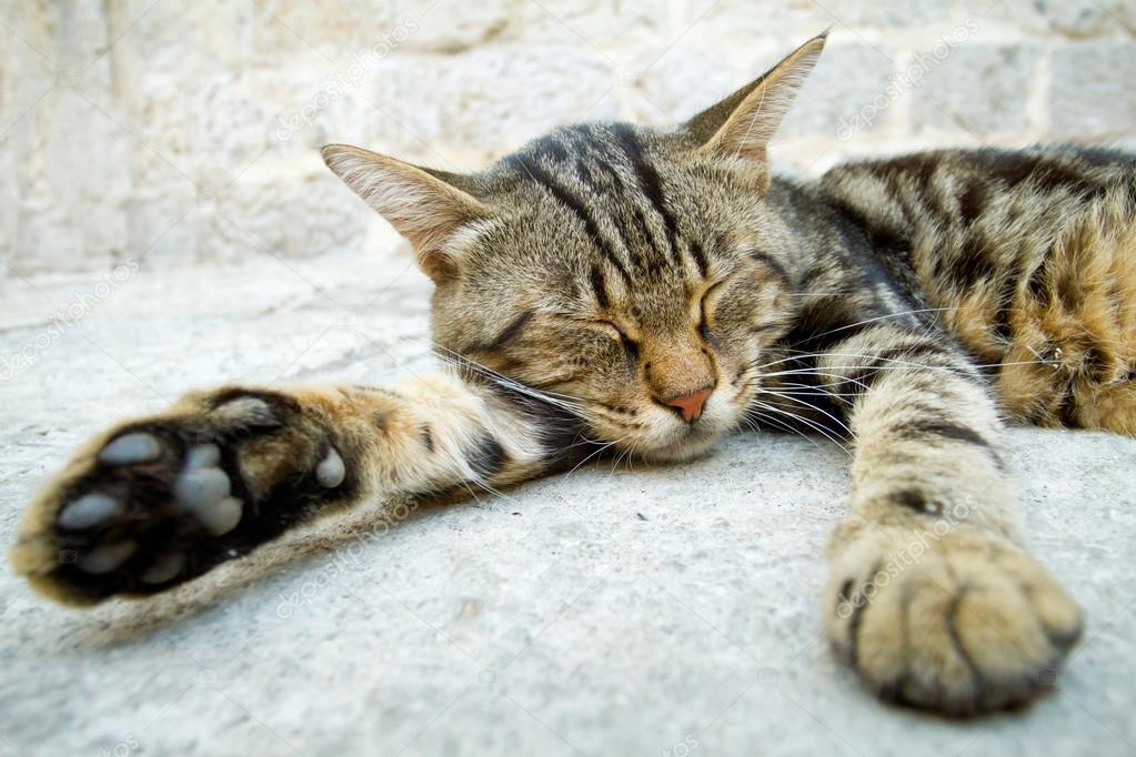 Sokakta uyuyan gri kedi Stok fotoğrafçılık ©mazzzur Telifsiz resim