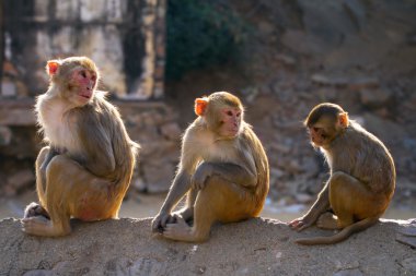 Üç rhesus makak maymunları (Macaca melez)