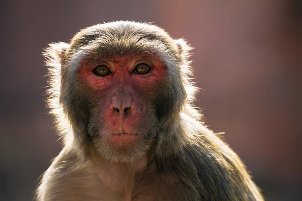 De rhesus makaak monkey (Macaca mulatta) — Stockfoto