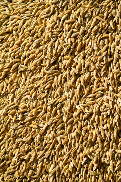 Wheat grain background — Stock Photo, Image