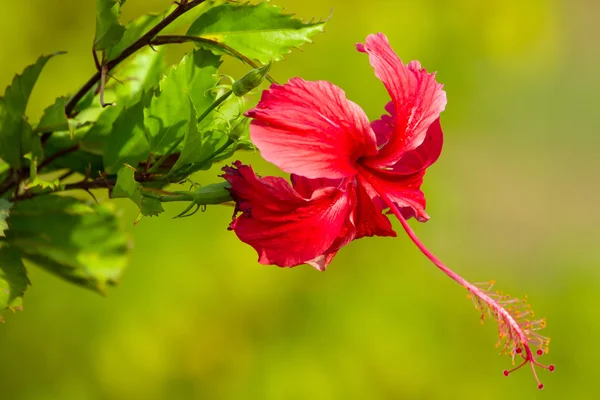 Czerwony kwiat, hibiscus rosa sinensis zbliżenie — Zdjęcie stockowe