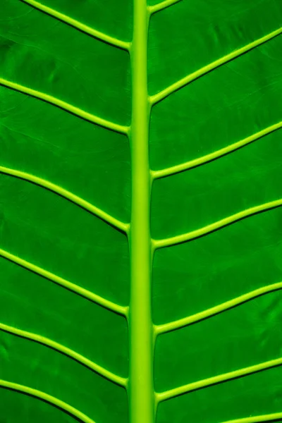 Grön blad struktur bakgrund — Stockfoto