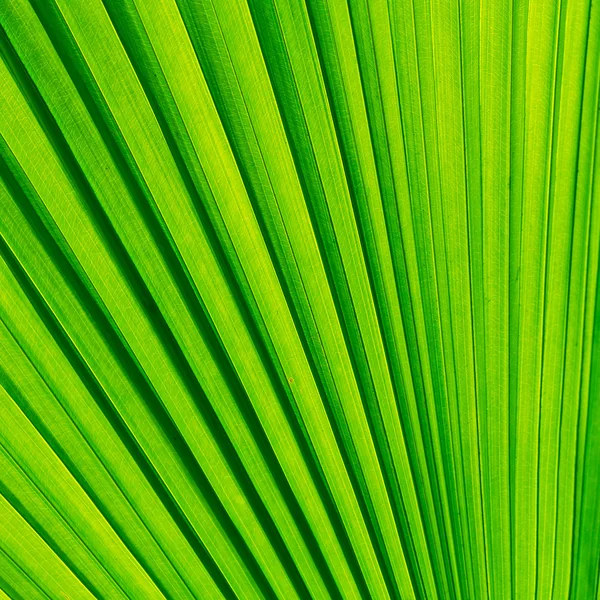 Hoja del árbol de palma verde para el fondo — Stockfoto