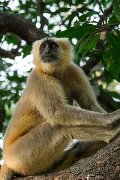 Blace geconfronteerd aap, grijze langur zittend op een boom in rishikesh, — Stockfoto