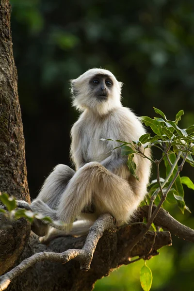 Maymun, gri langur rishikesh bir ağaçta oturup..... blace karşı karşıya, — Stok fotoğraf