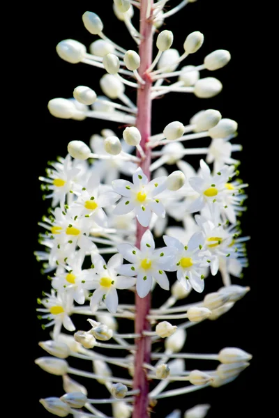 Spray małe, białe kwiaty na czarnym tle — Zdjęcie stockowe