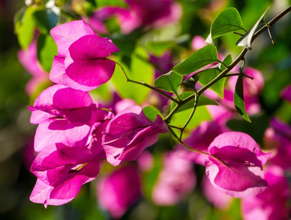 Розовые цветы на цветущей ветке дерева — стоковое фото