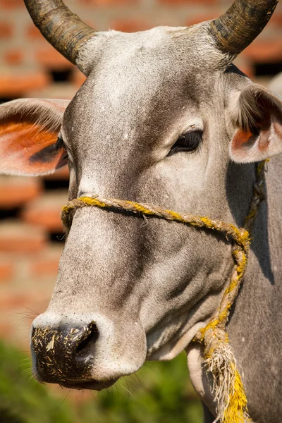 Hermoso retrato de una vaca india gris — Foto de Stock