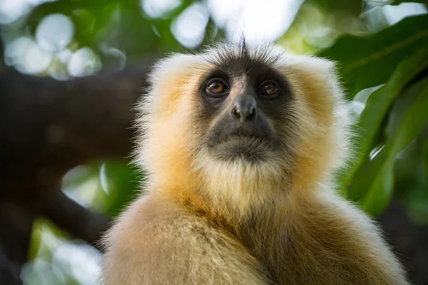 Maymun, gri langur rishikesh bir ağaçta oturup..... blace karşı karşıya, — Stok fotoğraf