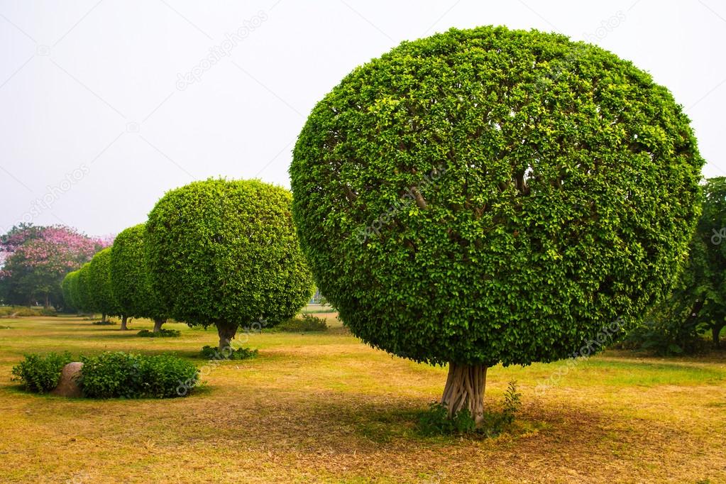 Decorative trees in the park of Lotus Temple, New Delhi, India