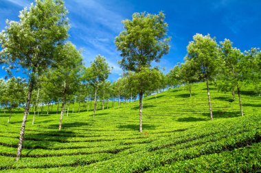 güzel taze yeşil çay plantasyon munnar, kerala, Hindistan