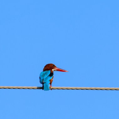 Tel üzerinde ortak Kingfisher (Alcedo şuna)