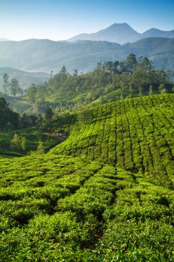 güzel taze yeşil çay plantasyon munnar, kerala, Hindistan