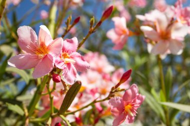 güzel pembe çiçekler