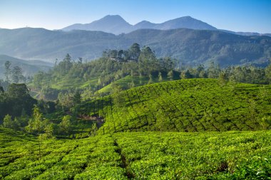 güzel taze yeşil çay plantasyon munnar, kerala, Hindistan