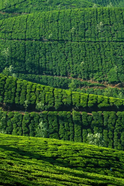 Piękne świeżej zielonej herbaty plantacji w mieście munnar, kerala, Indie — Zdjęcie stockowe
