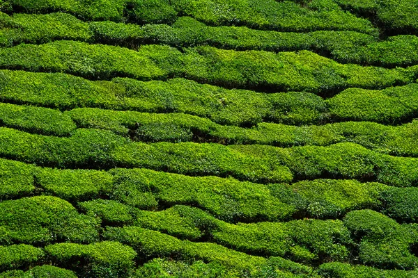 아름 다운 녹차 밭 배경 — 스톡 사진