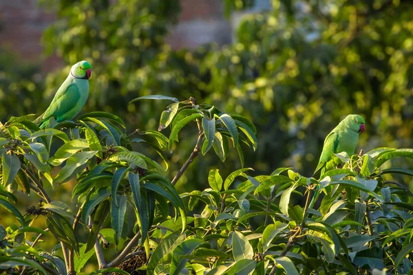 Indian Ringnecked Parakeet parrots on the tree — Stock Photo, Image