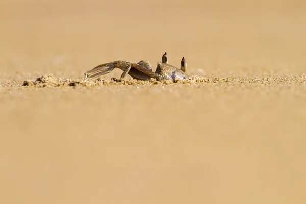 Duch krab kopání díry v písku — Stock fotografie