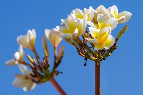 Kleine mooie witte bloemen tegen blauwe hemel — Stockfoto