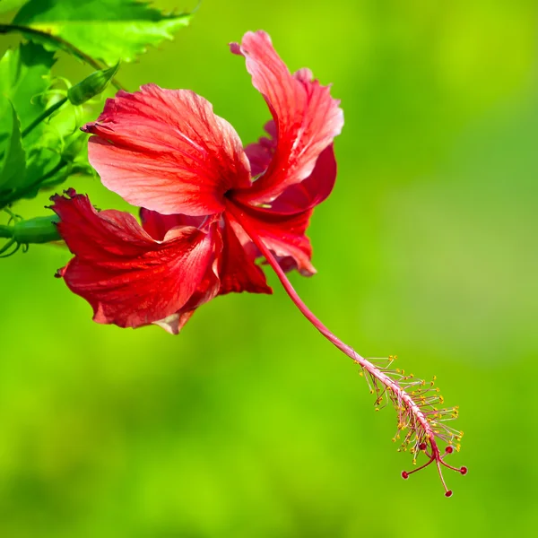 Czerwony kwiat, hibiscus rosa sinensis zbliżenie — Zdjęcie stockowe